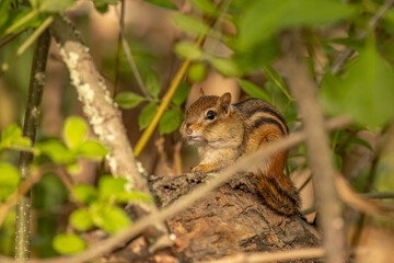Naklejka na ściany i meble Chipmunk with cheeks full of nuts hides in the undergrowth