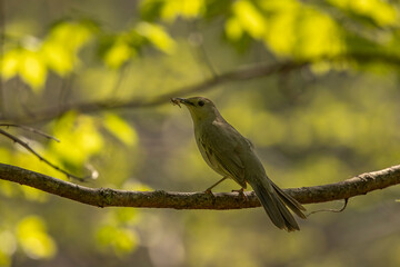 Gray Catbird with a bug perched on a tree branch