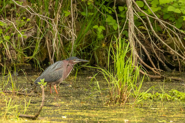 Green Heron walks through the water of the marsh