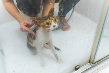 woman showering his beloved Devon rex cat in the bath, cat care concept. High quality photo