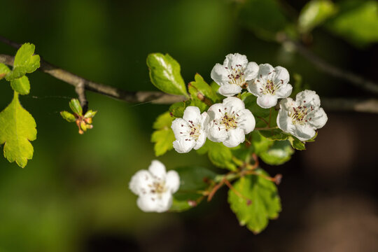 White hawthorn flowers on a twig.