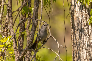 Gray Catbird perched on a vine