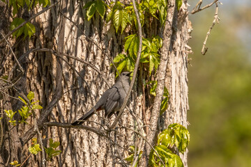 Gray Catbird sings while perched on a vine