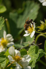 A bee on a strawberry flower.