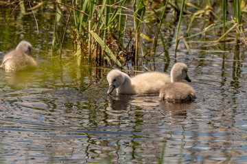 Mute Swan Cygnets swim in the water of the marsh