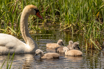 Mute Swan family swims in the water of the marsh