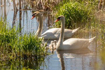 Mute Swan family swims in the water of the marsh
