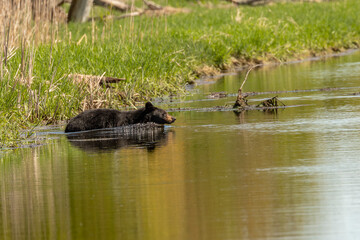 Naklejka na ściany i meble Black Bear takes a swim in the canal