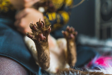 closeup shot of Devon rex cat's sharp claws, pets concept. High quality photo