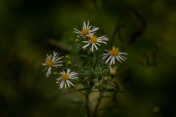 American Asters blooming along the trail