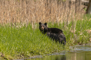 Black Bear gets out of the water of the canal