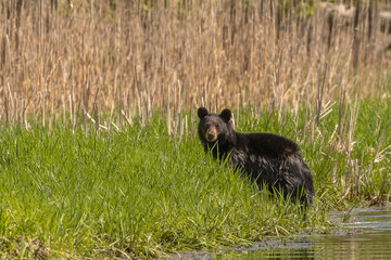 Black Bear gets out of the water of the canal