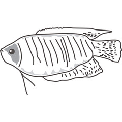 Hand Drawn Gourami Fish