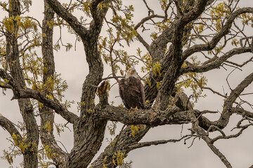 Fototapeta na wymiar Bald Eagle perched on a tree branch