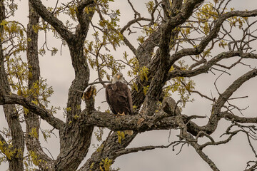Fototapeta na wymiar Bald Eagle perched on a tree branch