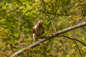 Red-tailed Hawk looking angry while perched on a tree branch