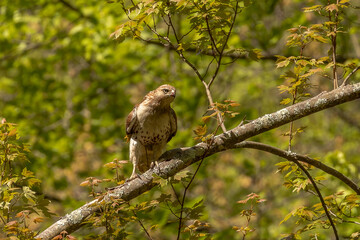 Red-tailed Hawk looking angry while perched on a tree branch