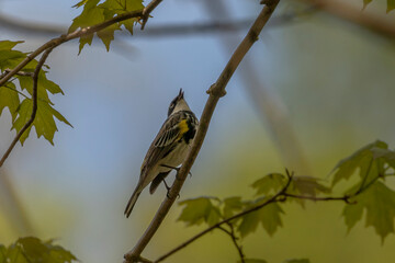 Yellow-rumped Warbler sings while perched on a tree branch