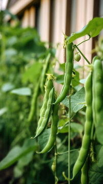 Green Beans Growing in a Outdoor Ecological Vegetable Garden