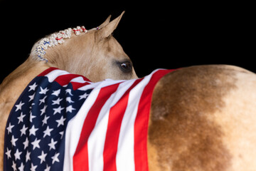 American Flag Palomino Horse 