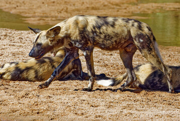 Wild Dogs in Kruger Park, South Africa