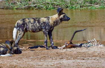 Wild Dogs in Kruger Park, South Africa