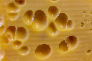 Cheese with holes close-up. background image.