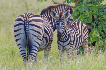 Fototapeta na wymiar Zebra in Kruger Park, South Africa