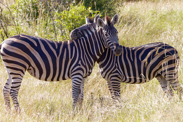 Obraz na płótnie Canvas Zebra in Kruger Park, South Africa