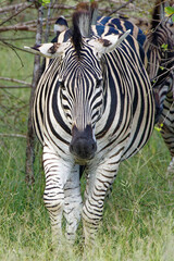 Fototapeta premium Zebra in Kruger Park, South Africa