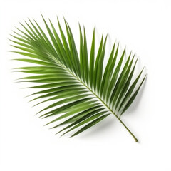 Green leaf of a palm tree isolated on white background. AI generated content