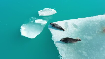 Fur Seals on the iceberg in Iceland. Mammal ocean animals in the wild. Arctic wildlife. Nature in winter. Pure ice floats in turquoise water. Fur seals, sea lions, seals. Aerial view 4k.