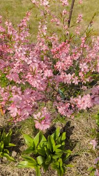 beautiful shrub with pink blooming flowers