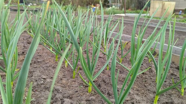 green onions grow in the ground in the garden