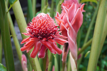 Torch ginger (Etlingera elatior) also known as ginger flower, red ginger lily, torchflower, torch...