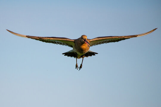 Uferschnepfe im Flug