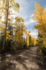 Backlit golden fall colors along County Ivanhoe Lake Road which winds along White River National Forest in Central Colorado.