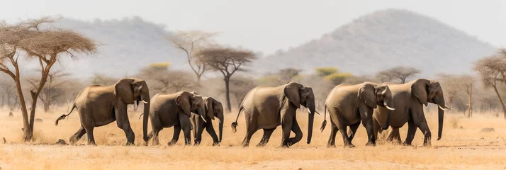Fotobehang A herd of elephants in Africa. Banner. ai © Artur