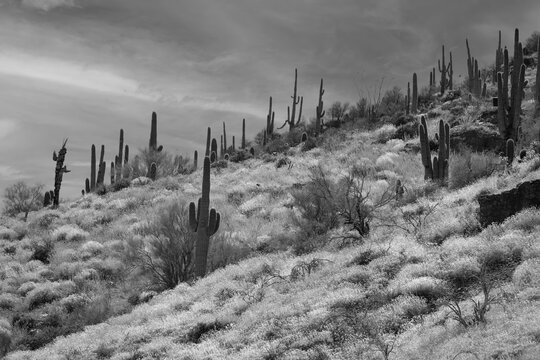Saguaro Forest, Tonto National Monument