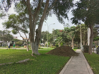 Pile of leaves in the park in autumn, Lima,  Peru