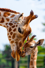 hugging giraffe with child