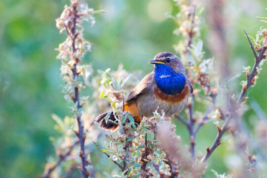 bluethroat resting in the bushes