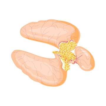 Reproductive organ of fish, caviar, eggs, vector illustration