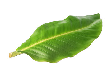 Banana leaf isolated on transparent background. Green banana leaves, tropical plant