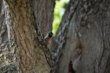 Little bird on a tree