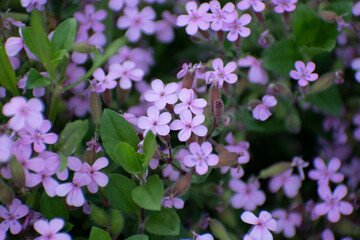 Purple flowers during spring