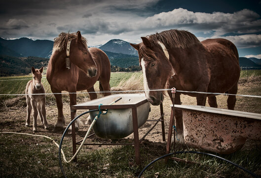 Familia de caballos en el pirineo