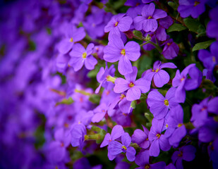 Floración en primavera 2