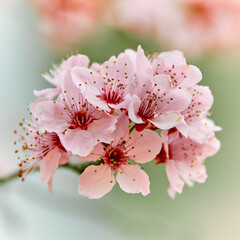 Flores de primavera 1