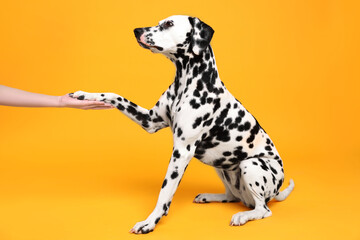 Adorable Dalmatian dog giving paw to woman on yellow background. Lovely pet